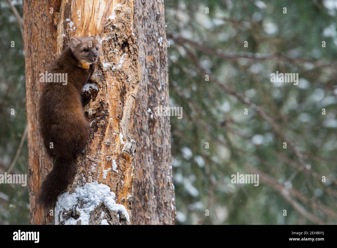 USA, Montana, Yellowstone National Park. Lone Pine Marten typisch im Winterwald Lebensraum (WILD: Martes americana) Stockfoto