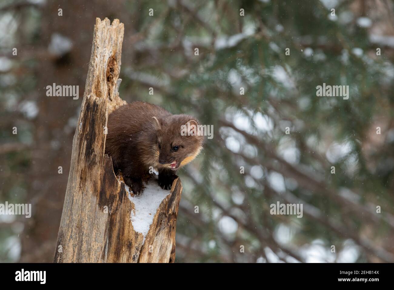 USA, Montana, Yellowstone National Park. Lone Pine Marten typisch im Winterwald Lebensraum (WILD: Martes americana) Stockfoto