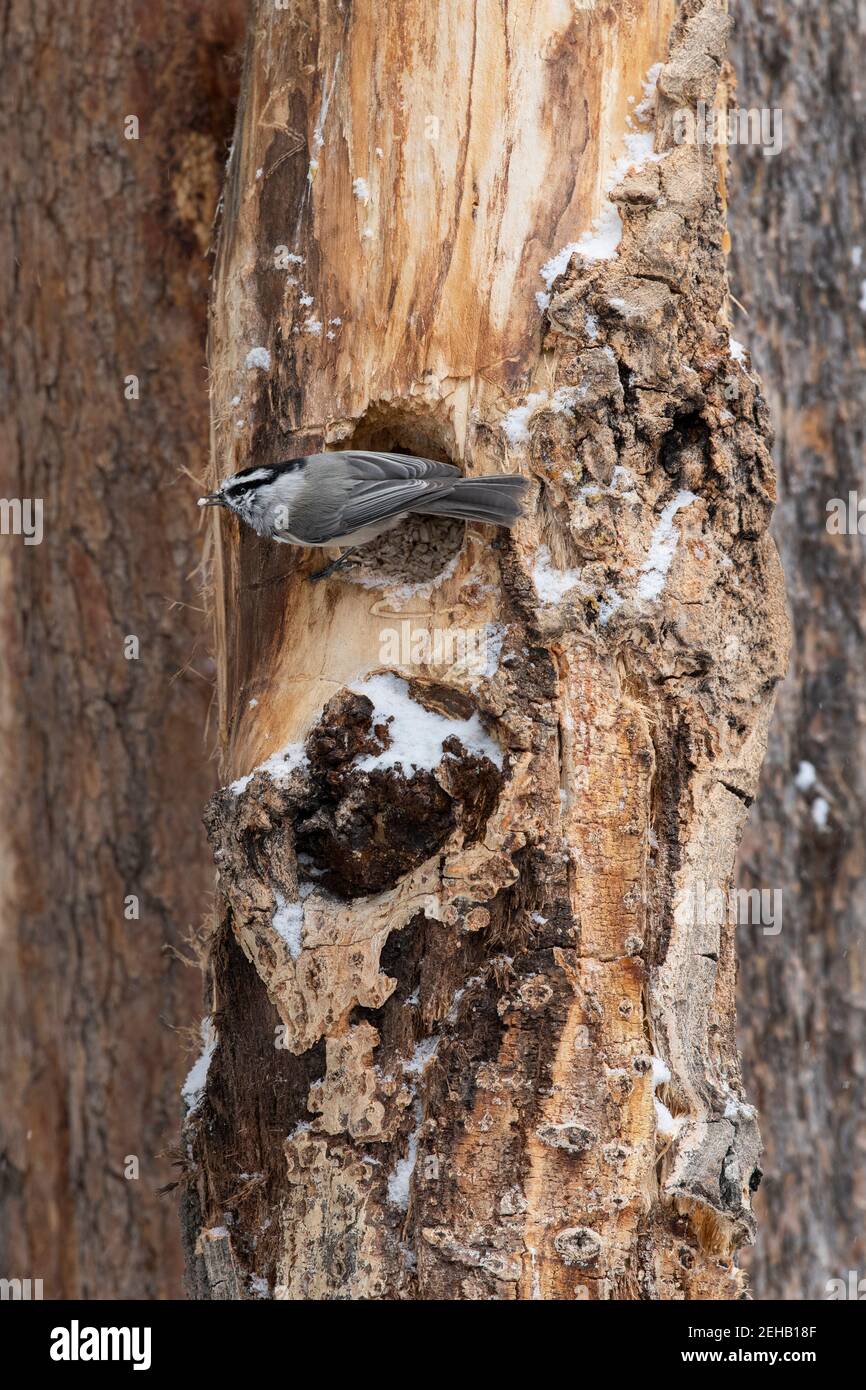 USA, Wyoming, Yellowstone National Park. Bergchickadee im Winterwald Lebensraum (WILD: Poecile gambeli) Stockfoto