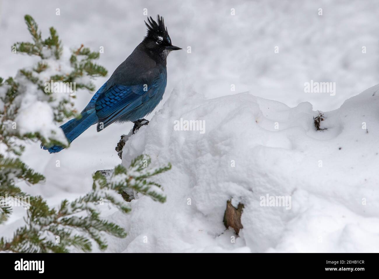 USA, Wyoming, Yellowstone National Park. Steller's jay im Winterwald Lebensraum (WILD: Cyanocitta stelleri) Stockfoto
