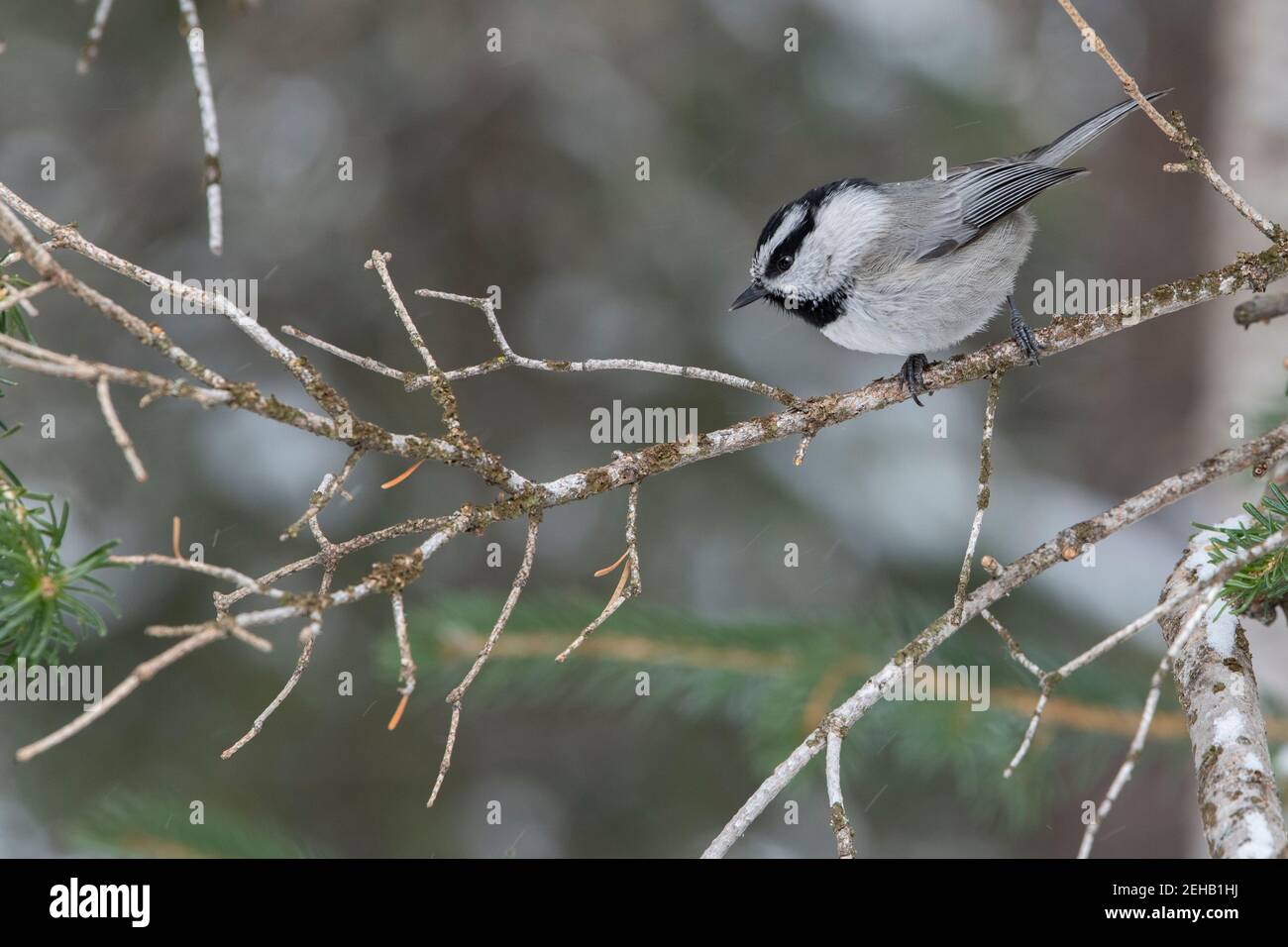 USA, Wyoming, Yellowstone National Park. Bergchickadee im Winterwald Lebensraum (WILD: Poecile gambeli) Stockfoto