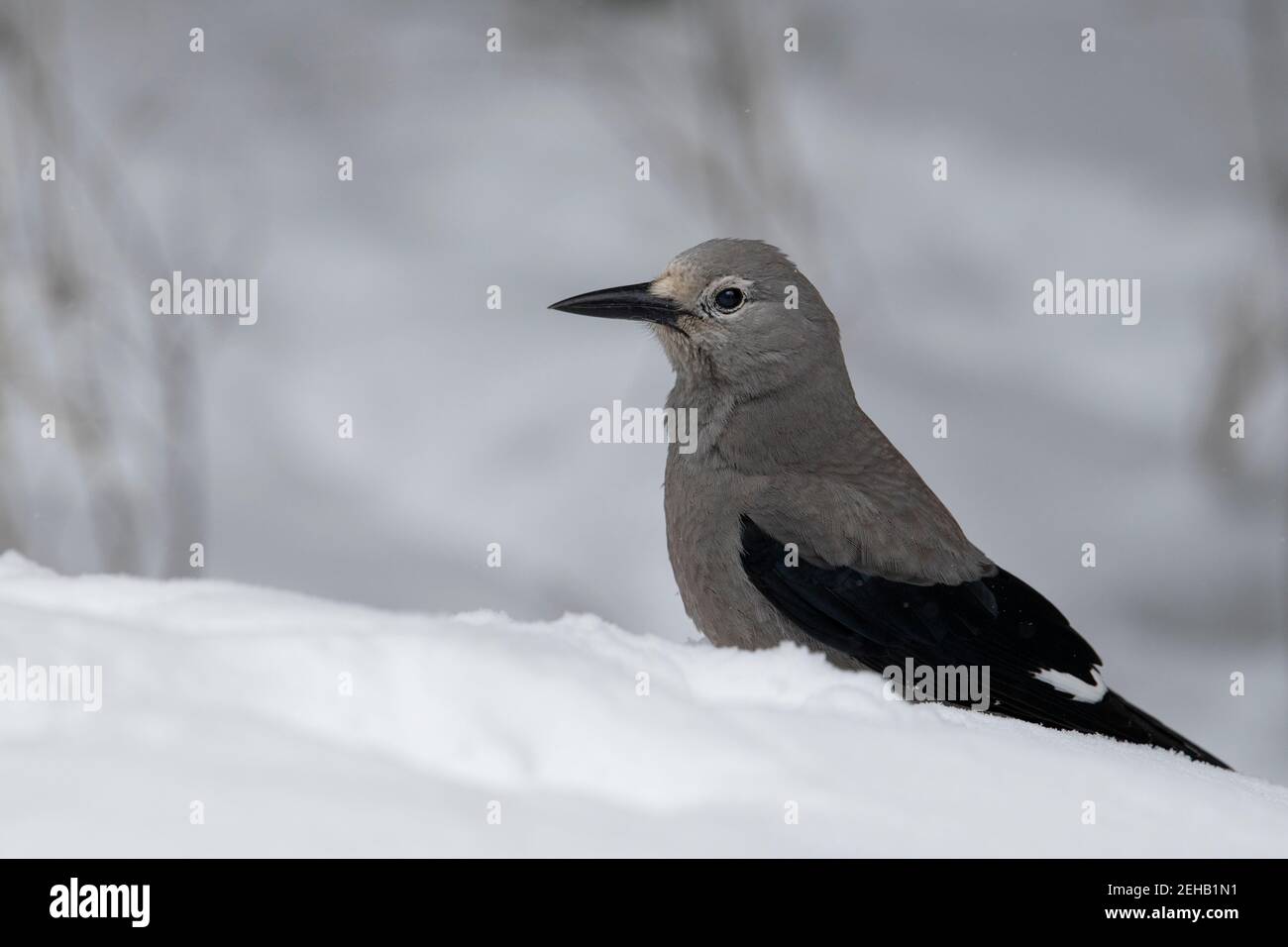 USA, Wyoming, Yellowstone National Park. Clarks Nussknacker (WILD: Nucifraga columbiana) im Schnee. Stockfoto