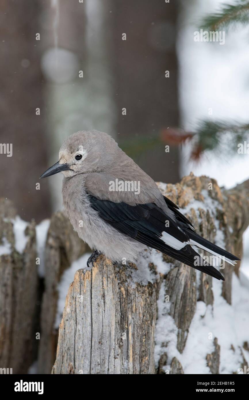 USA, Wyoming, Yellowstone National Park. Clarks Nussknacker (WILD: Nucifraga columbiana) im typischen Waldlebensraum. Stockfoto