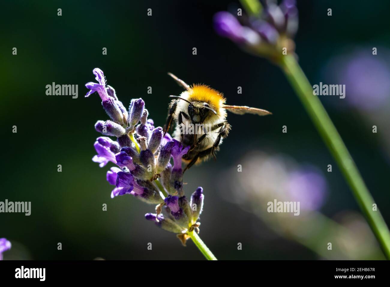 Frühling im Garten - Nahaufnahme einer Biene auf einer Lavendelblüte. Stockfoto