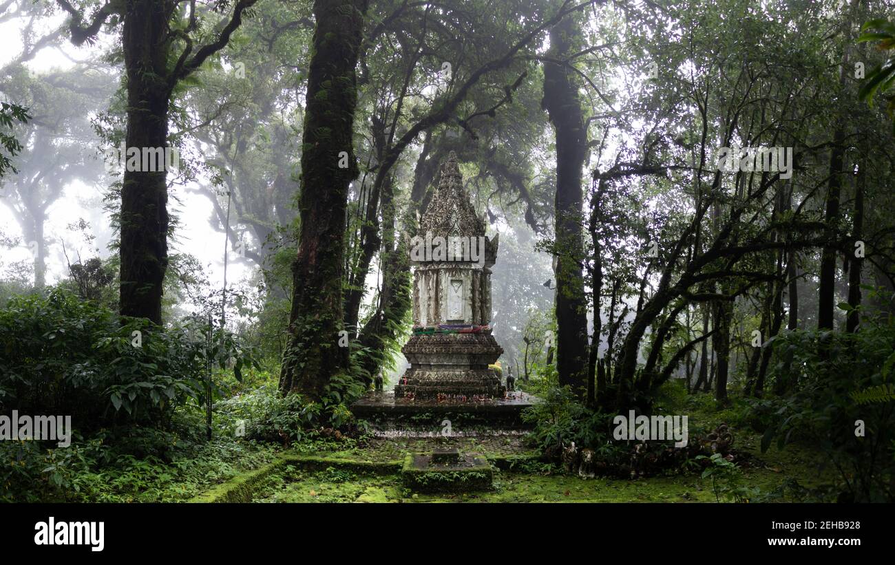 Auf dem höchsten Berg Thailands - Doi Inthanon - HDR Bild. Bäume sammeln Wasser aus dem Nebel der Wolken Stockfoto