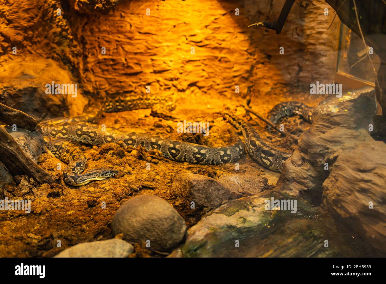 Lange große Schlangen sitzen im beheizten Terrarium Stockfoto