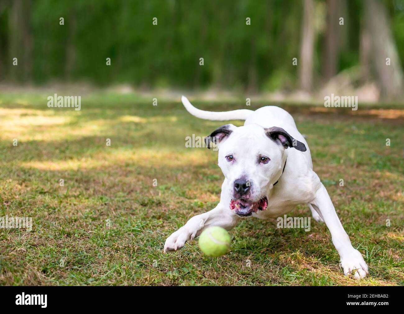 Ein schwarz-weiß American Bulldog Mischlingshund spielen Mit einem Ball im Freien Stockfoto