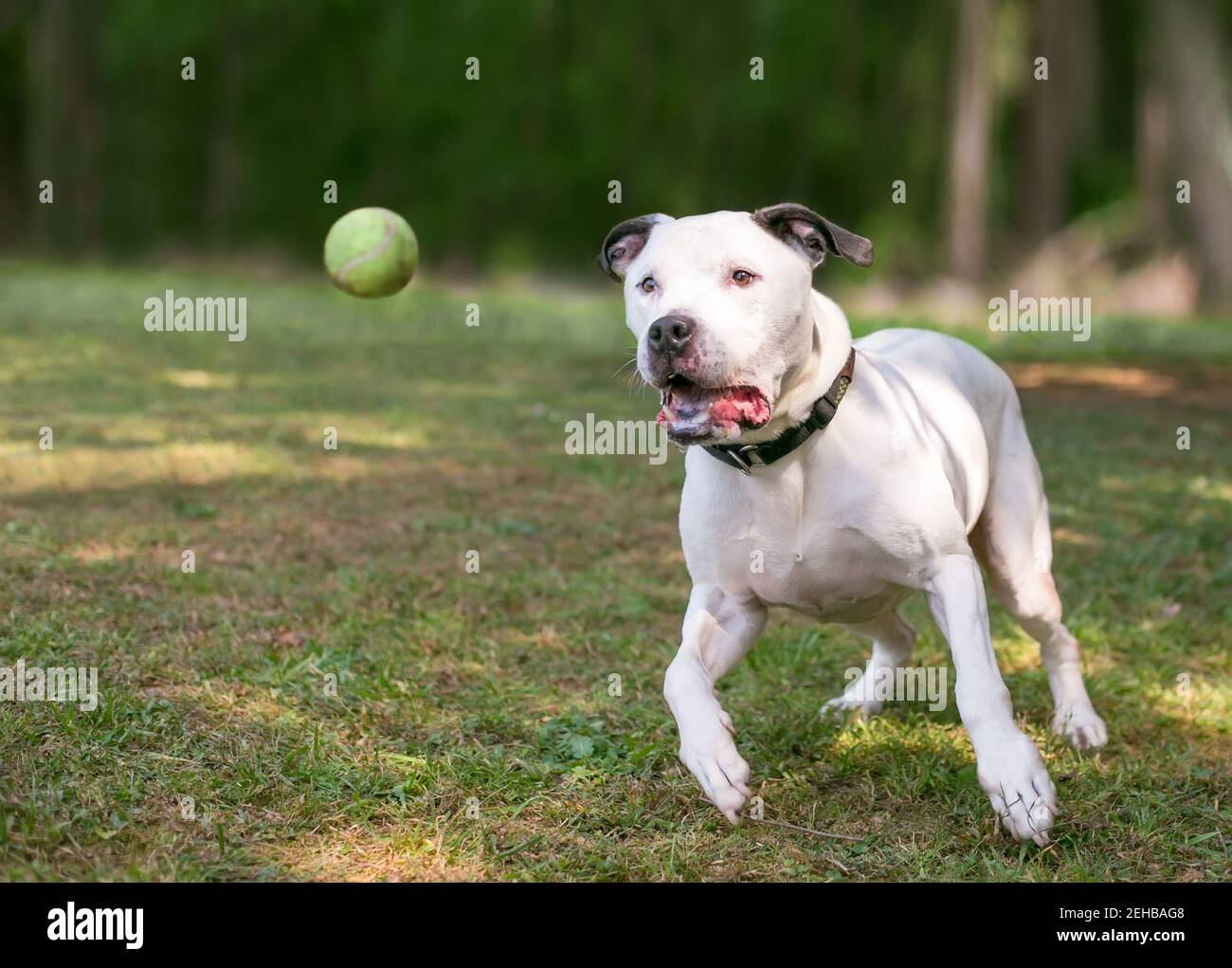 Ein schwarz-weiß American Bulldog Mischlingshund spielen Mit einem Ball im Freien Stockfoto