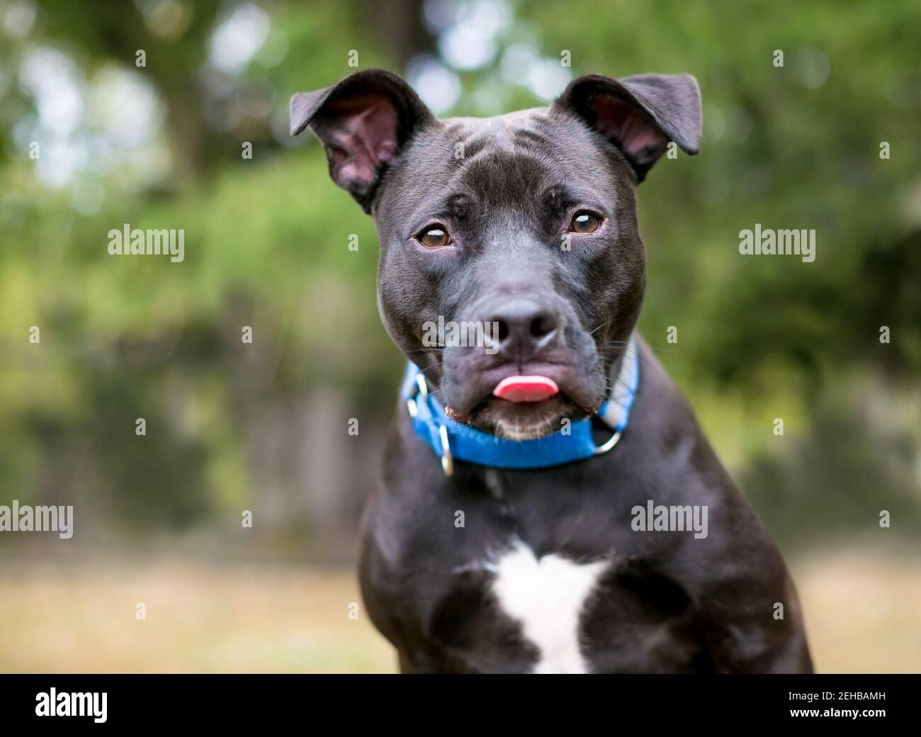 Ein schwarz-weißer Pit Bull Mischlingshund mit großen Floppy-Ohren und einem blauen Kragen, der seine Zunge herausstreckt Stockfoto