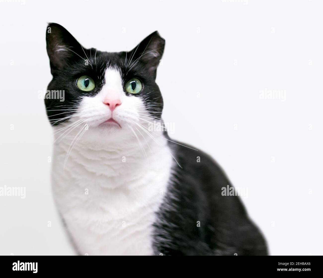 Eine schwarz-weiße Tuxedo Katze mit linkem Ohr, was darauf hinweist, dass sie kastriert oder geimpft wurde Stockfoto