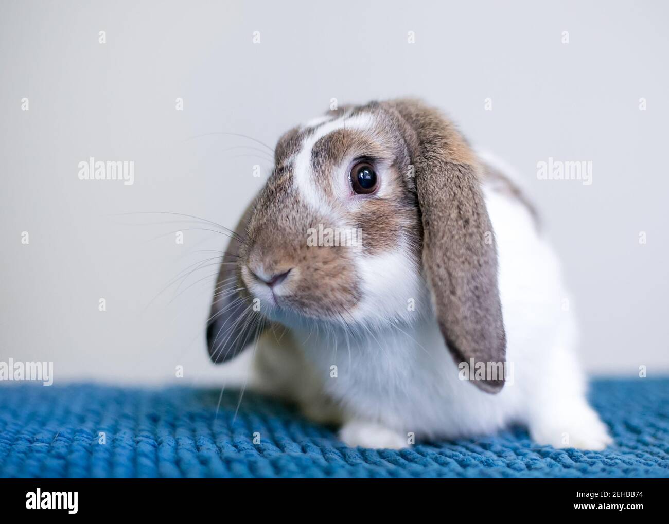 Ein brauner und weißer Lop-ohrige Tierkaninchen sitzt auf Eine blaue Decke Stockfoto