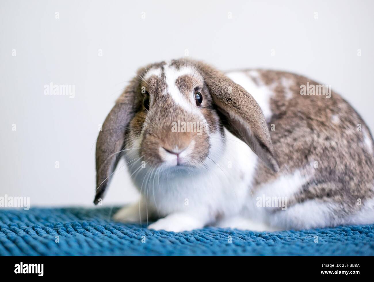 Ein brauner und weißer Lop-ohrige Tierkaninchen sitzt auf Eine blaue Decke Stockfoto