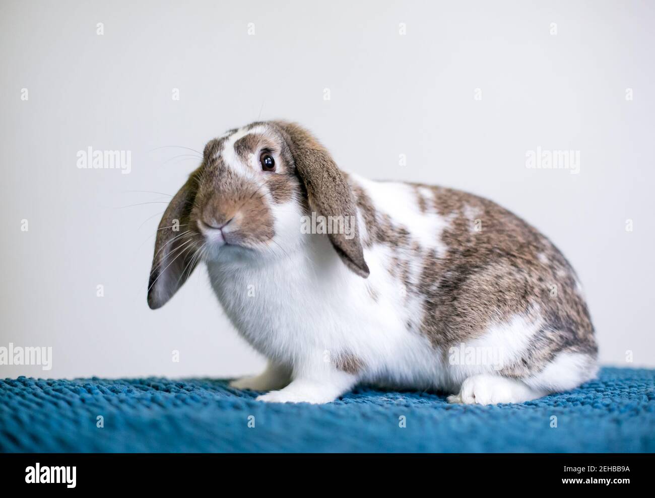 Ein brauner und weißer Lop-ohrige Tierkaninchen sitzt auf Eine blaue Decke Stockfoto