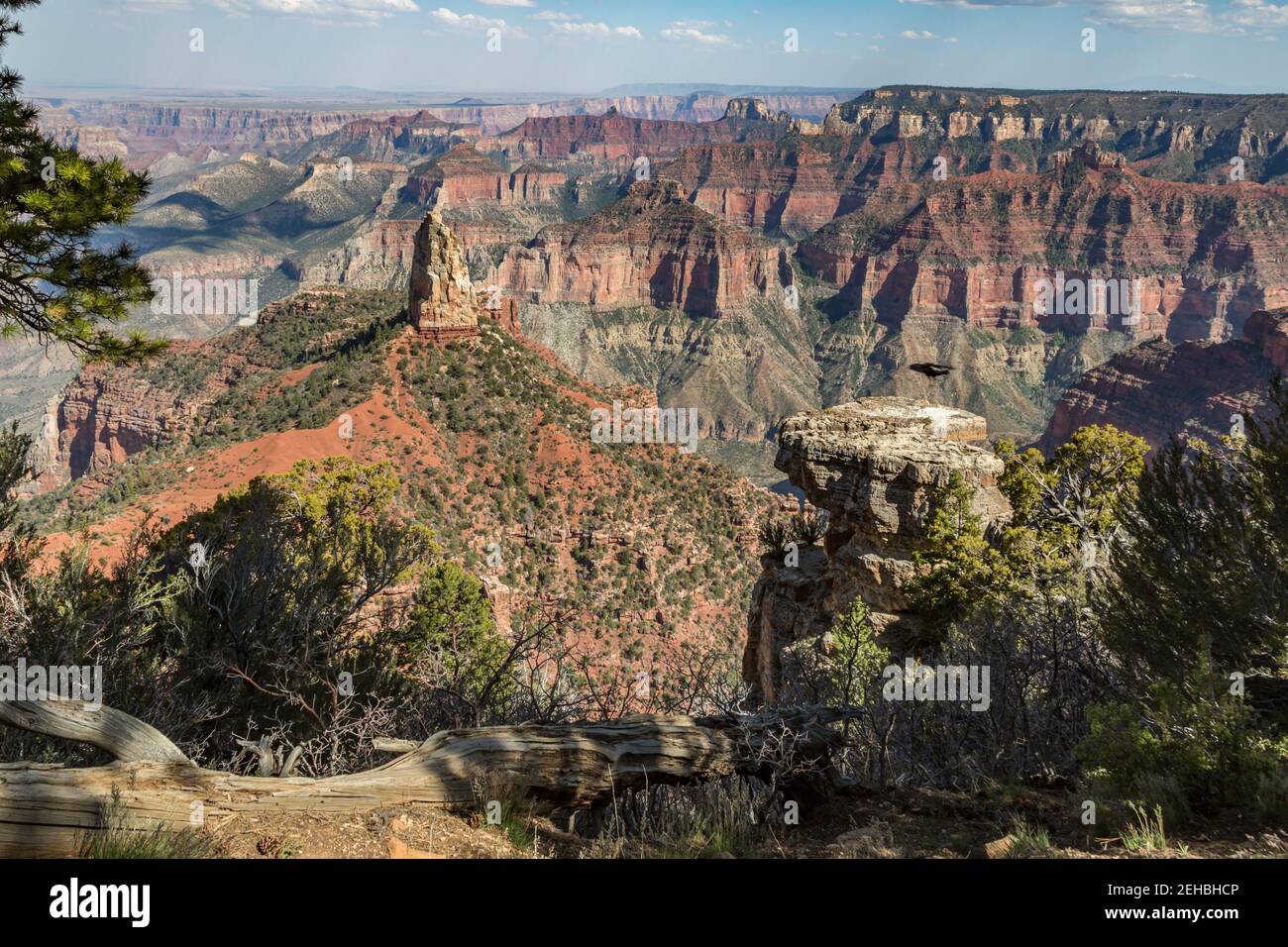Nordrand des Grand Canyon im Norden von Arizona, USA Stockfoto