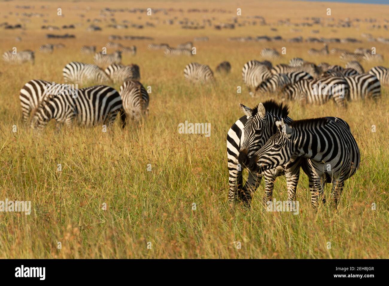 Ebenen Zebras (Equus quagga), Masai Mara, Kenia. Stockfoto