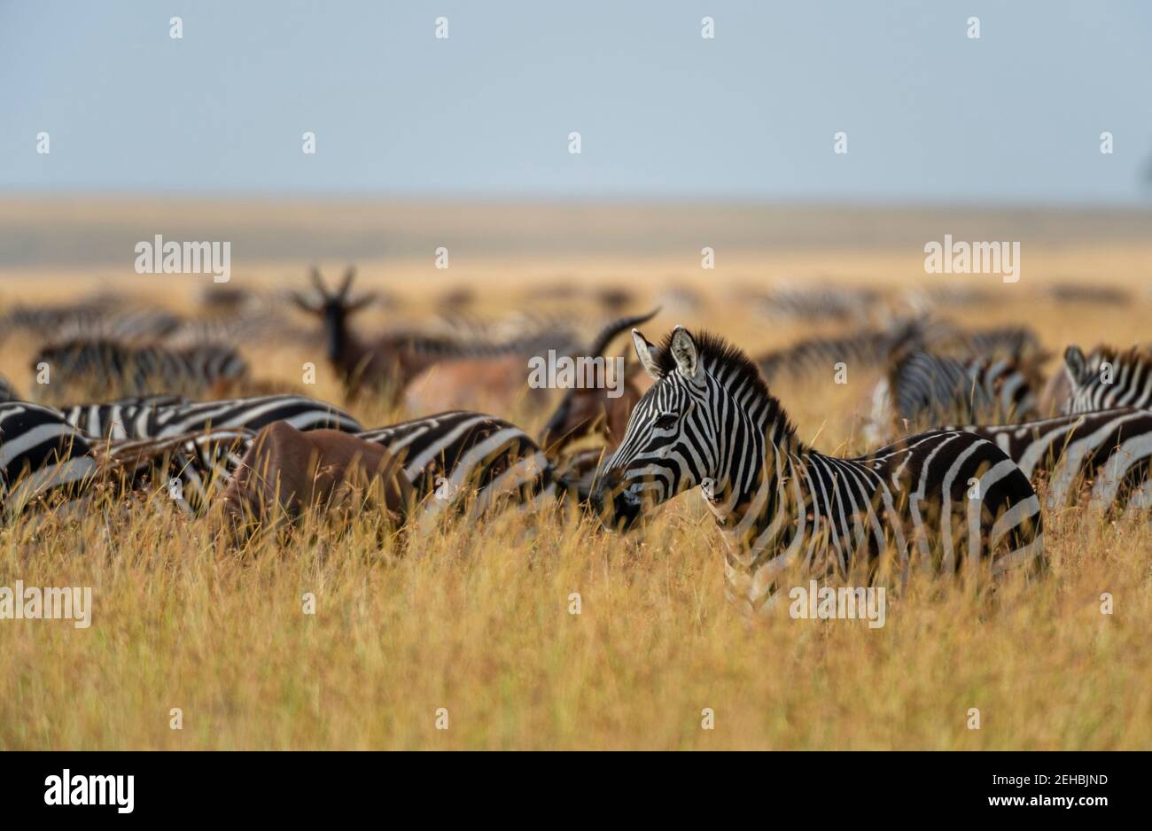 Ebenen Zebras (Equus quagga), Masai Mara, Kenia. Stockfoto