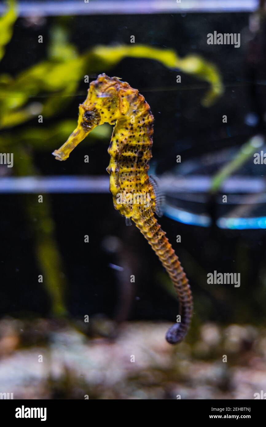 Kleine gelbe Meeresküste Seepferdchen Hippocampus im Aquarium Stockfoto