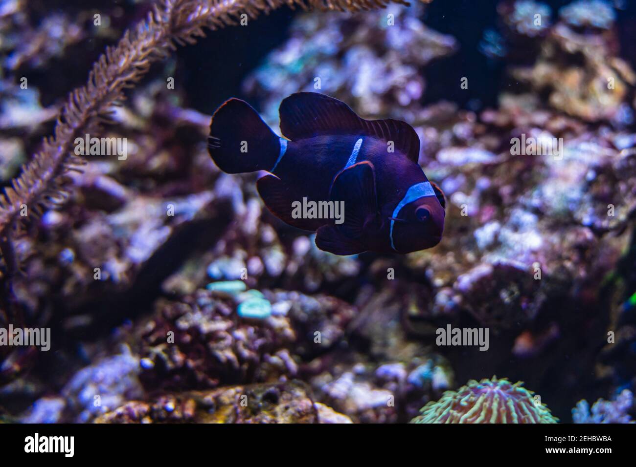 Großer alter Barsch Clownfisch Amphiprion ocellaris im Aquarium mit Steinen In der Nähe Stockfoto