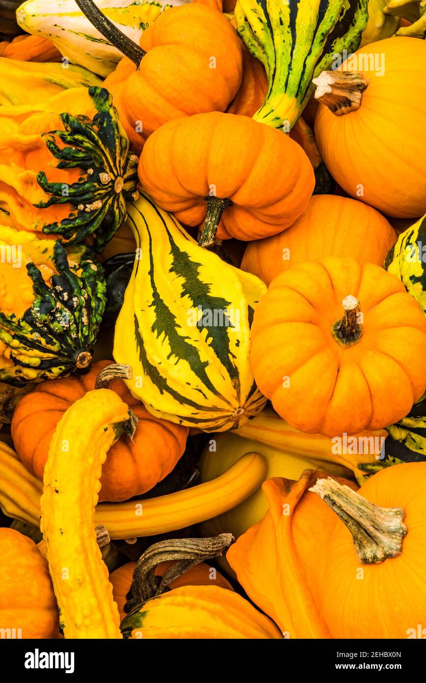 Verschiedene Herbst-Kürbisse in Upstate New York Stockfoto