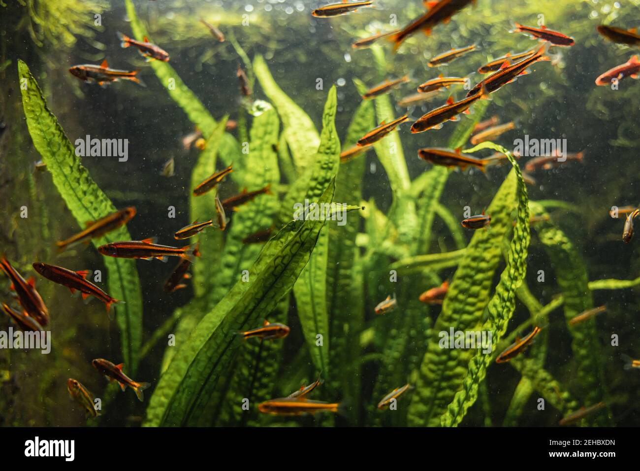 Viele rote und orange kleine Fische schwimmen in Aquarium um hohe grüne Blätter Stockfoto