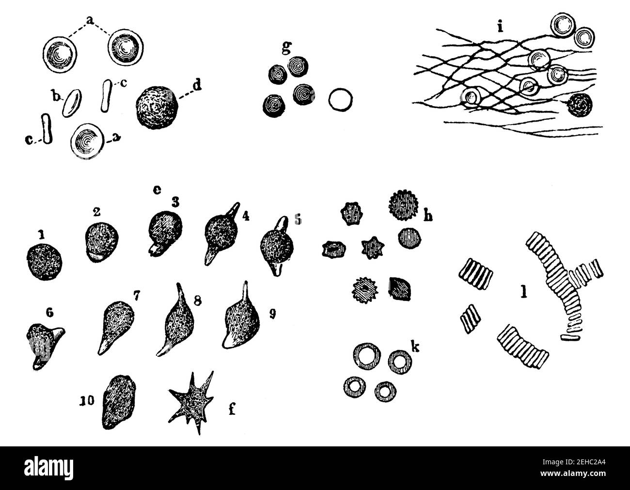 Menschliche Blutzellen, durch das Mikroskop gesehen. Illustration des 19th. Jahrhunderts. Deutschland. Weißer Hintergrund. Stockfoto