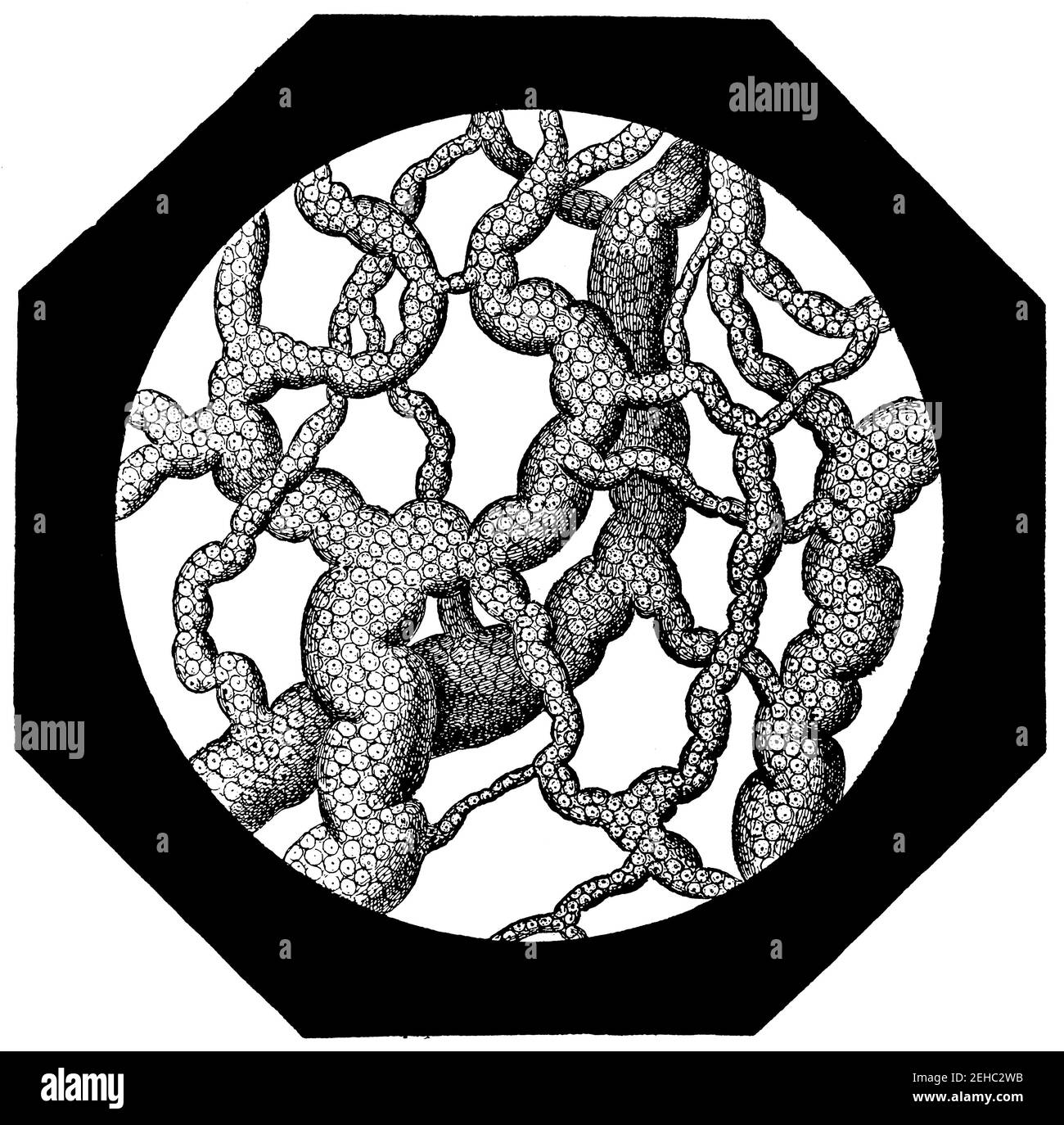 Lymphkapillaren durch das Mikroskop betrachtet. Illustration des 19th. Jahrhunderts. Deutschland. Weißer Hintergrund. Stockfoto
