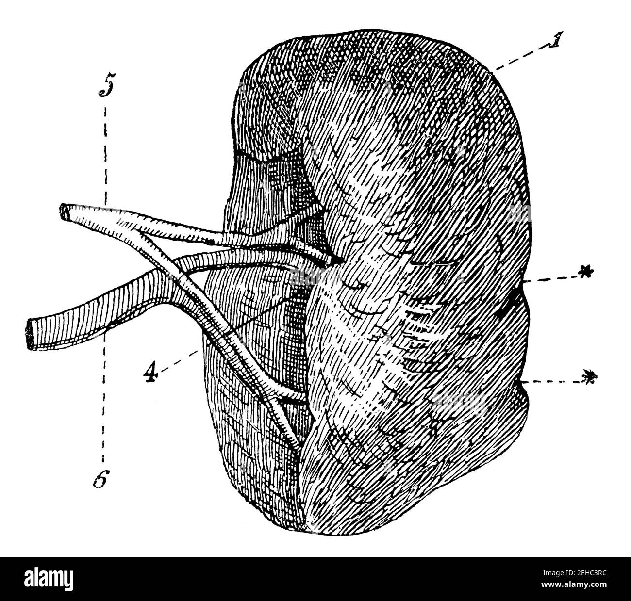 Milz anatomie -Fotos und -Bildmaterial in hoher Auflösung – Alamy