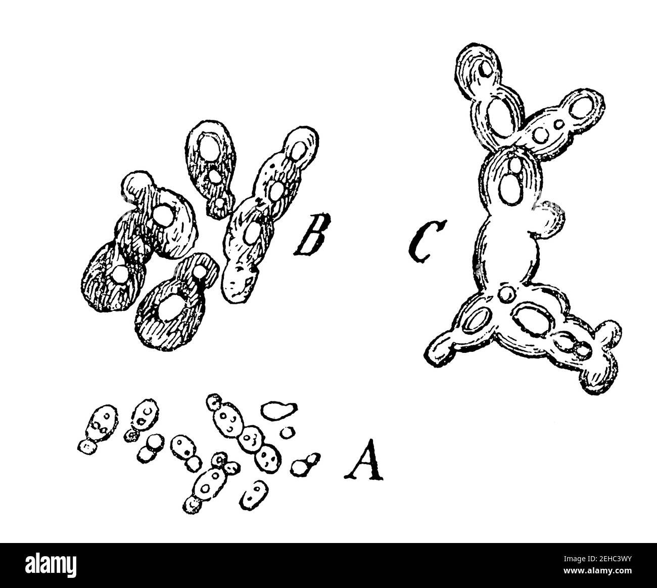 Hefe Mikroskop Schwarzweiß-Stockfotos und -bilder - Alamy