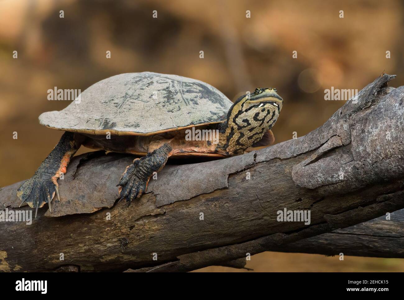 Nahaufnahme einer Schildkröte auf einem Baumstamm über einem Fluss mit interessantem Muster am Hals Stockfoto