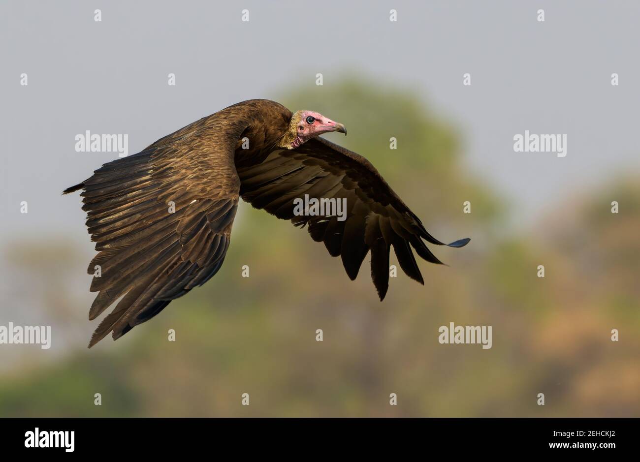 Kapuzengeier (Necrosyrtes monachus) im Flug mit unfokussiertem Baum im Hintergrund, rechts fliegend, Flügel nach unten, Platz für Kopie Stockfoto