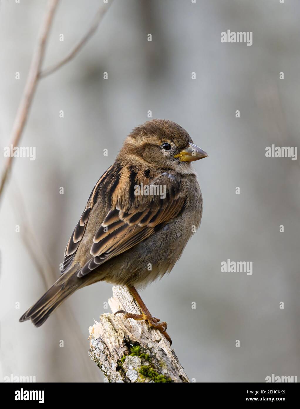 Weiblicher Haussparrow (Passer domesticus) In natürlicher Umgebung direkt gegenüber Stockfoto