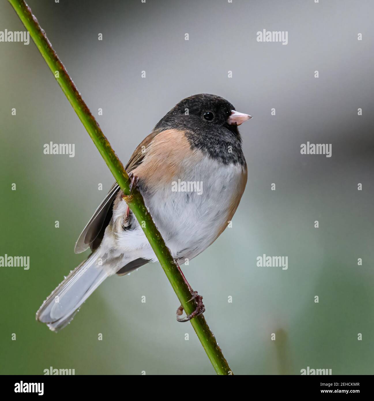 Junco (Junco hyemalis) Hochformat mit dunklen Augen und hellgrauem Hintergrund Stockfoto
