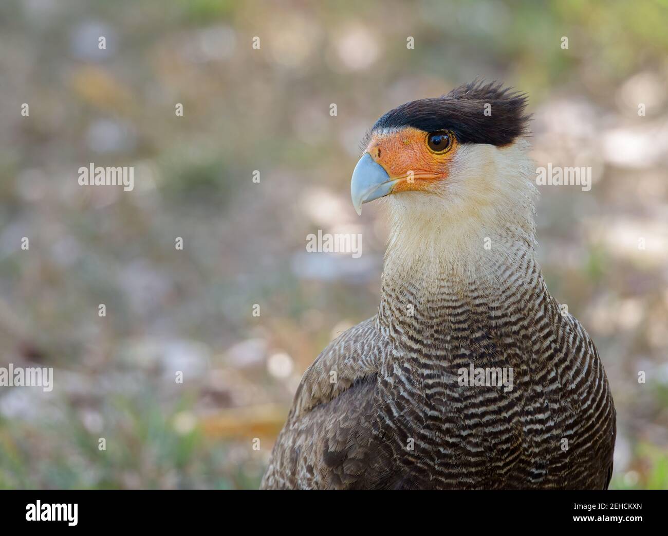 Haubenkarakara (Caracara plancus) Links im Hochformat mit Platz für Kopien Stockfoto