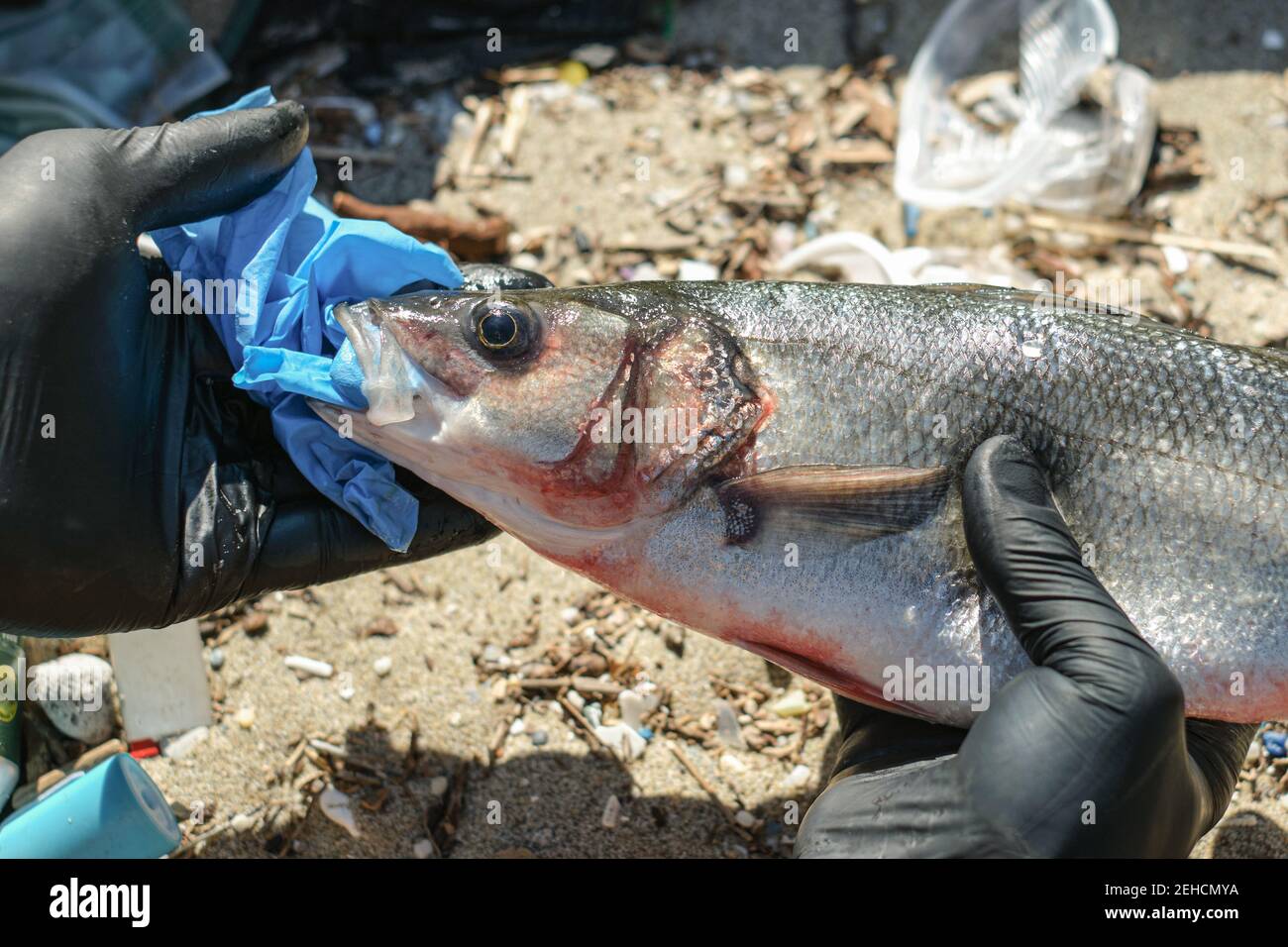 Mann entfernen Kunststoff aus Sea Bass Fisch Mund tot essen Entsorgung Handschuhtüll, Plastikverschmutzung Stockfoto