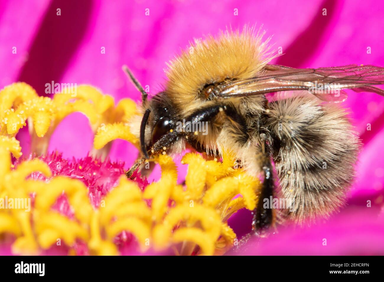 Eine Hummel, die Pollen in einer violetten Blume sammelt. Eine bescheidene Biene, die an einer Gartenblume arbeitet. Stockfoto