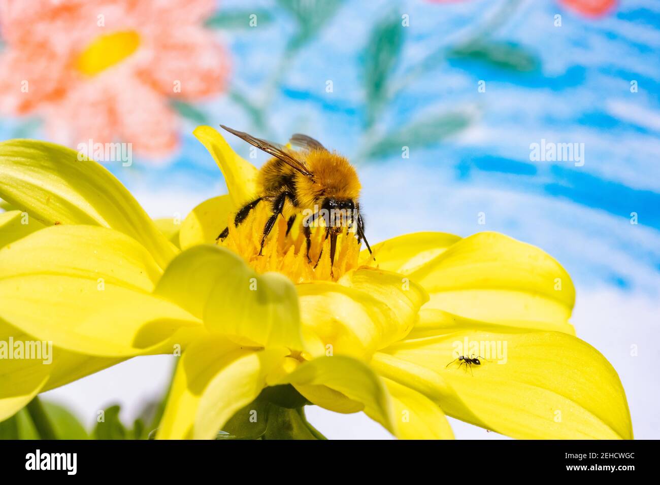 Eine Hummel sammelt Pollen in einer gelben Blume. Eine bescheidene Biene, die auf einem Garten mit bemalten Blumen auf dem Hintergrund arbeitet. Stockfoto
