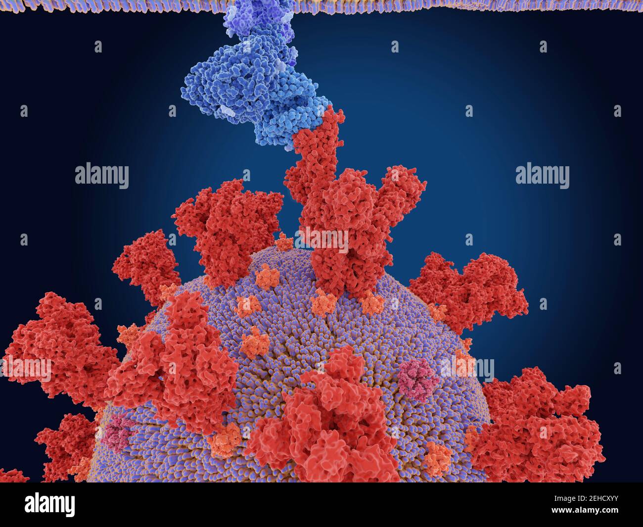 Coronavirus Spike-Protein und -Rezeptor, Abbildung Stockfoto