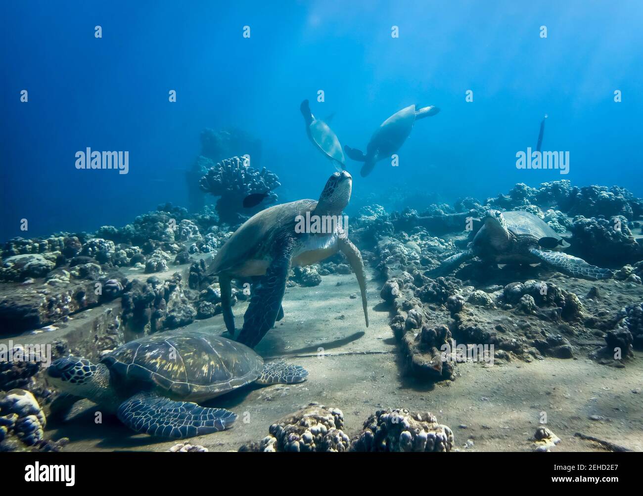 Große Gruppe von hawaiianischen grünen Meeresschildkröten an der Reinigungsstation unter Wasser mit Fischen und Korallen. Stockfoto