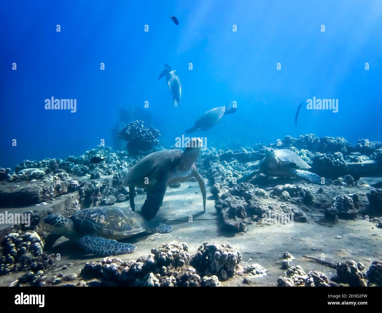 Eine große Gruppe von hawaiianischen grünen Meeresschildkröten sammelte sich über dem Korallenriff unter Wasser. Stockfoto