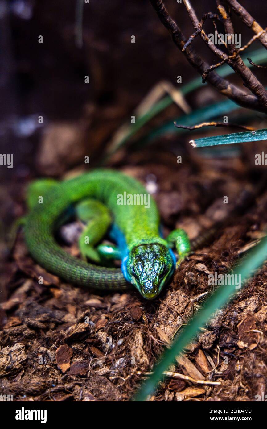 Kleine grüne Eidechse, die im Terrarium mit Ästen und Strohhalmen ruht In der Nähe Stockfoto