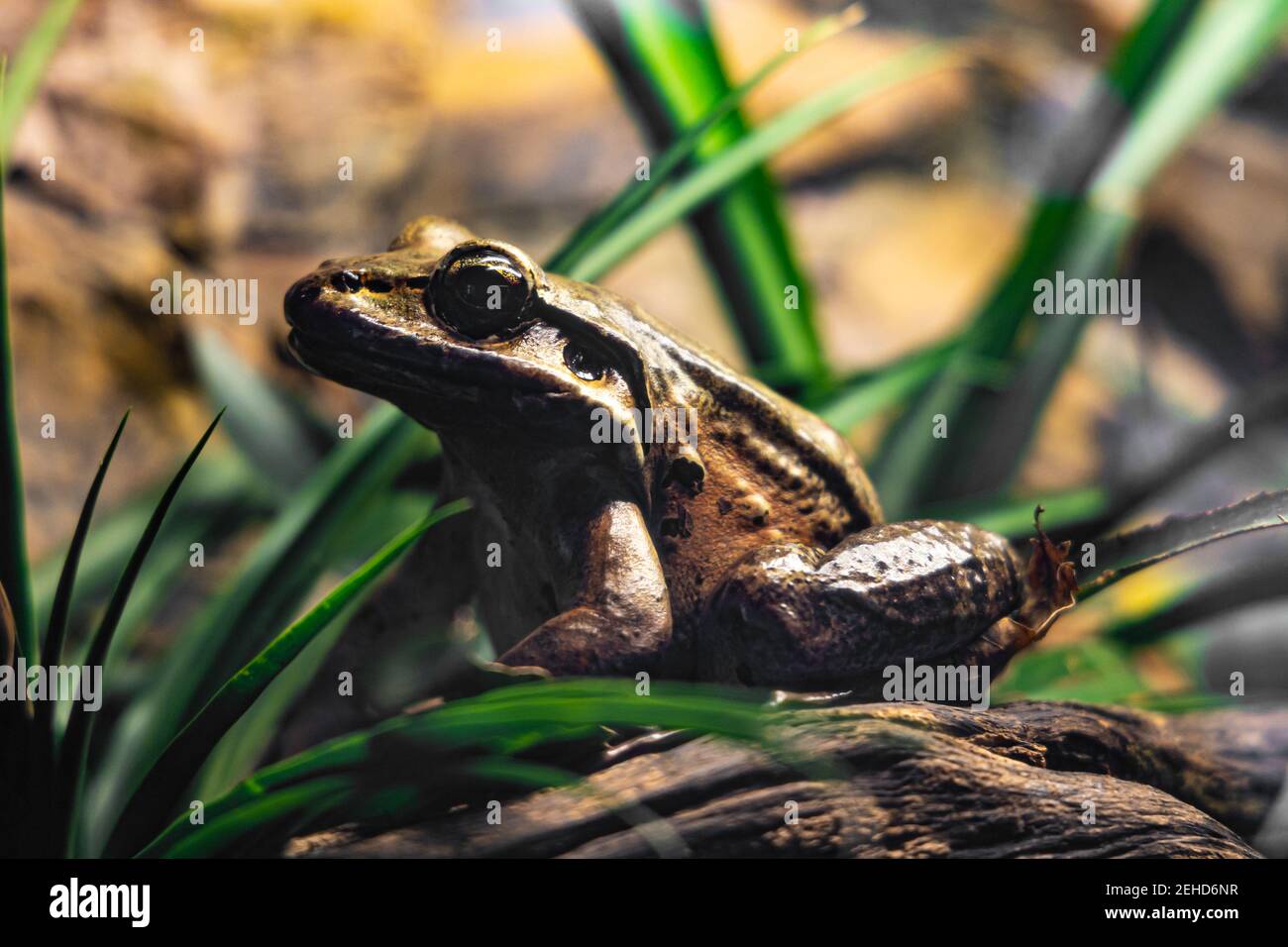 Riesiger brauner Frosch mit großen Augen auf Holzzweig sitzend Mit grünen Strohhalmen herum Stockfoto