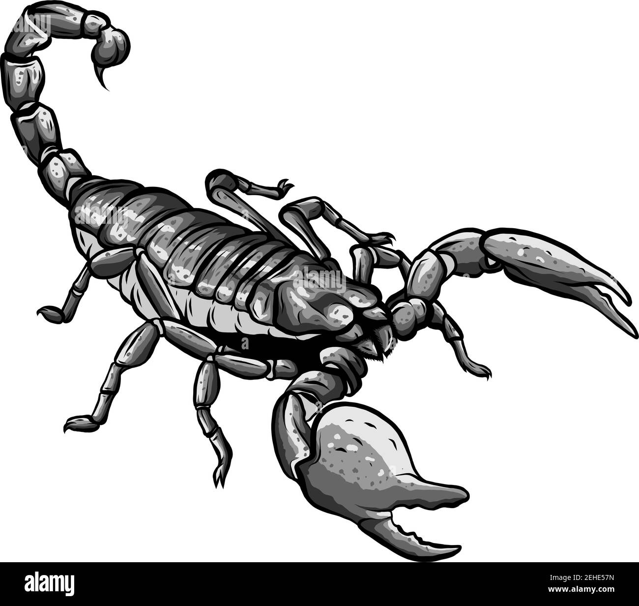 Illustration des Skorpion-Arachnid-Insekts. Ideal für Etymologie und Unterrichtsmaterialien Stock Vektor
