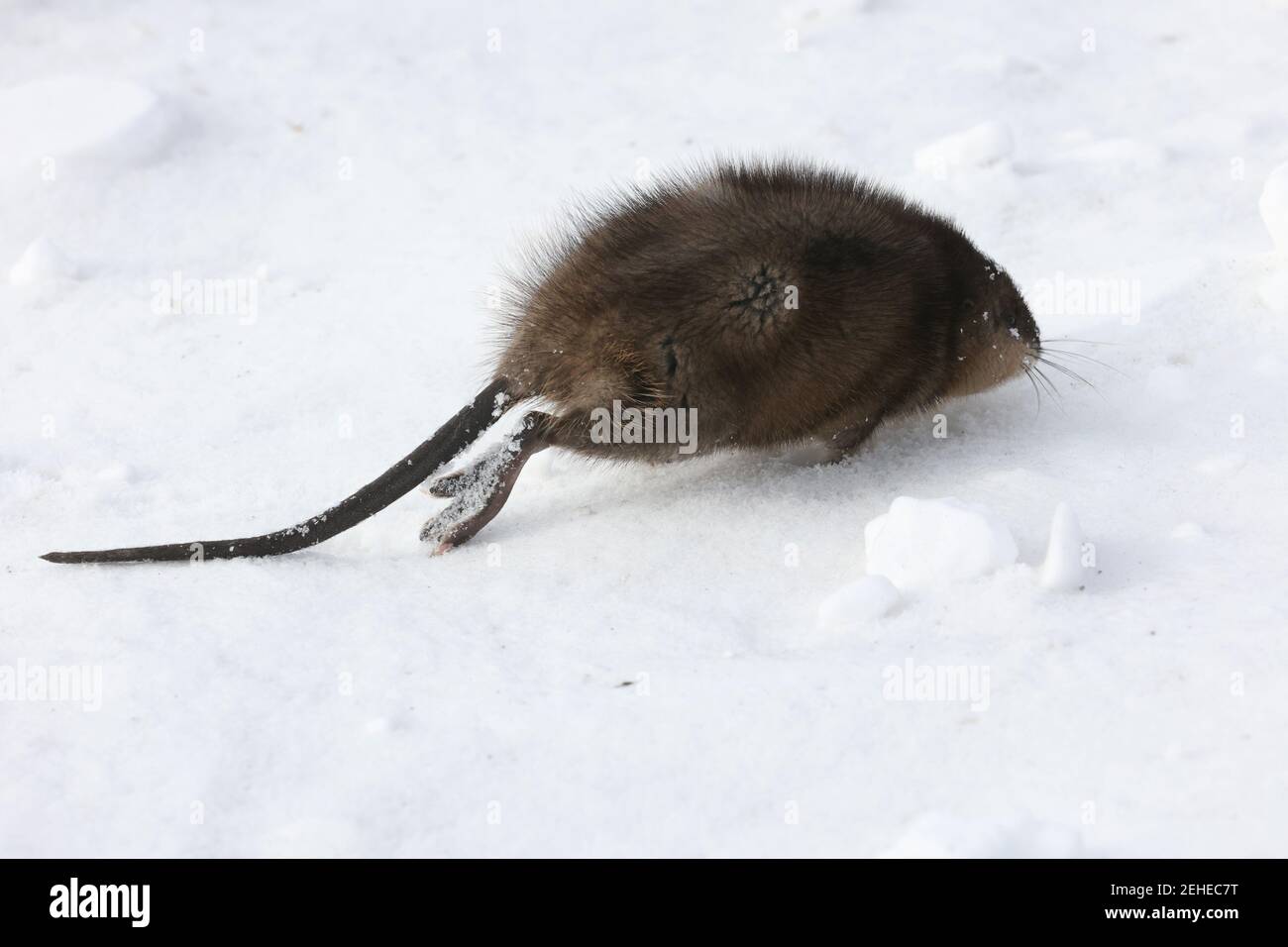 Bisamratte aus dem Wasser auf der Suche nach Nahrung im Winter Stockfoto