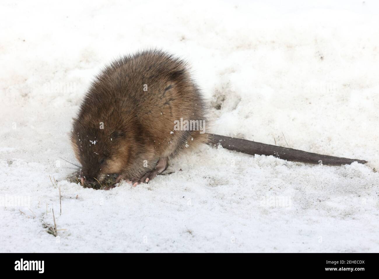 Bisamratte aus dem Wasser auf der Suche nach Nahrung im Winter Stockfoto