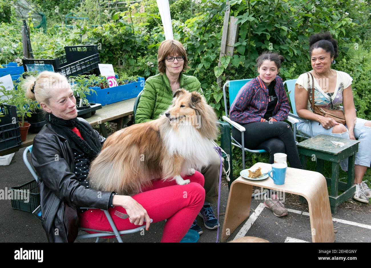 Vier Damen entspannen sich draußen, eine mit Hund sitzt auf ihrem Schoß, beim Pflanzenverkauf, Alexandra Palace Zuteilungen, London Borough of Haringey Stockfoto
