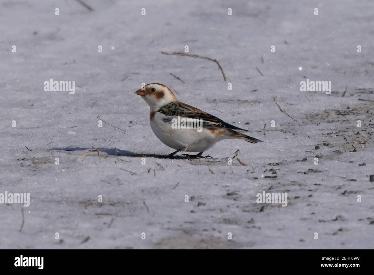 Schneeammern im Schnee einzelne Mitglieder der Herde Stockfoto