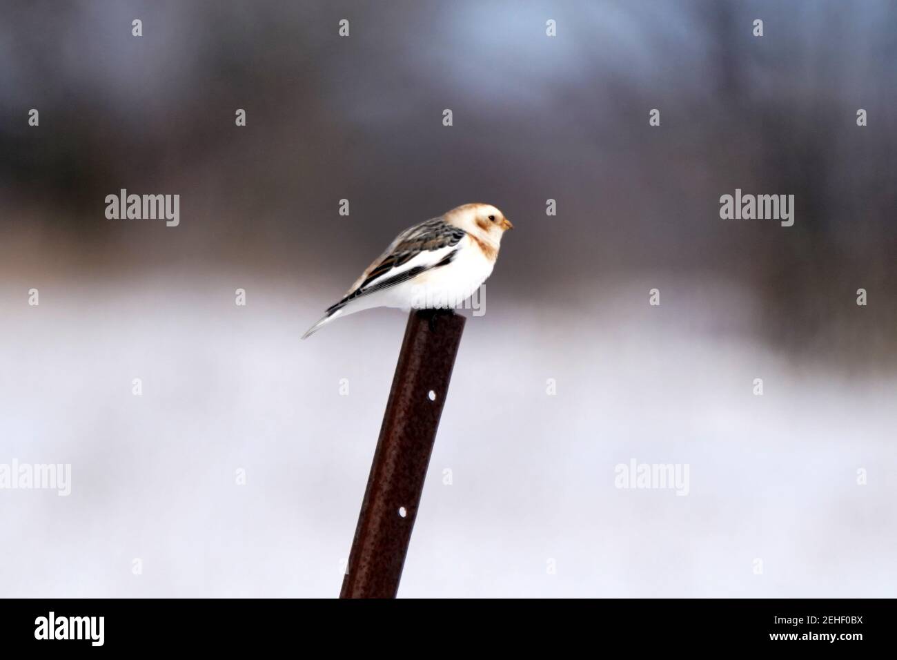 Schneeammern im Schnee einzelne Mitglieder der Herde Stockfoto