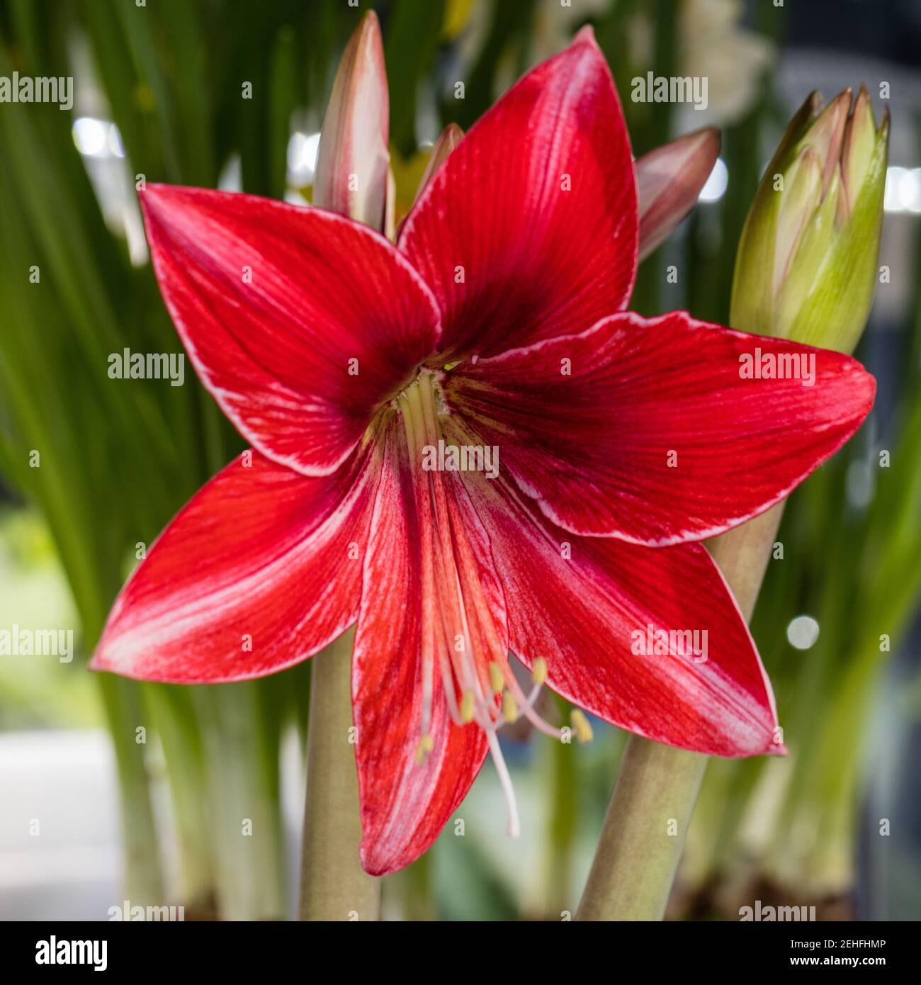 „Pyjama Party“ Hippeastrum, Amaryllis (Hippeastrum x Hortorum) Stockfoto