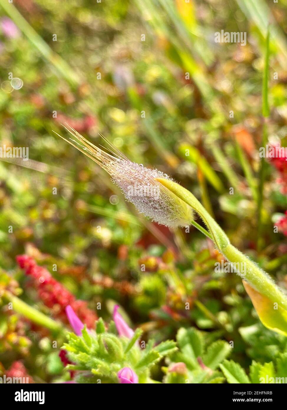 Morgentau auf einer blühenden Wiese an einem Sommertag Portugal Stockfoto