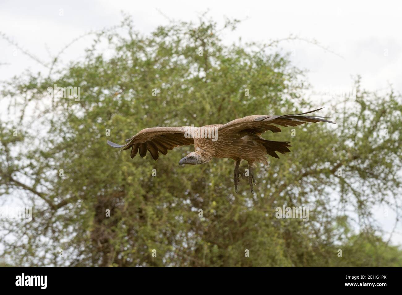 Weiß-backed Vulture (Tylose in Africanus) im Flug, Ndutu, Ngorongoro Conservation Area, Serengeti, Tansania. Stockfoto